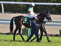 第5回 京都2歳ステークス（ＧIII）　本馬場入場