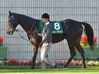 第5回 京都2歳ステークス（ＧIII）　パドック