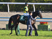 第5回 京都2歳ステークス（ＧIII）　本馬場入場