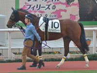 新馬　パドック