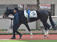 新馬　パドック
