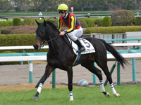 新馬　本馬場入場