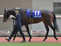 第70回 阪神ジュベナイルフィリーズ（ＧＩ）　パドック