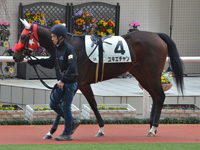 新馬　パドック