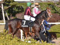 紅梅ステークス（Ｌ）　本馬場入場