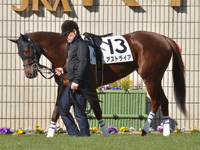 新馬　パドック