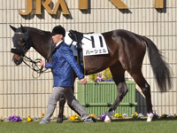 未勝利　パドック