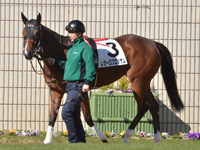 新馬　パドック
