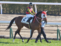 未勝利　本馬場入場
