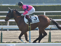 未勝利　キャンター