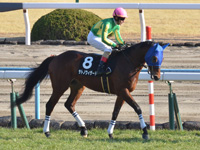 若駒ステークス（Ｌ）　本馬場入場