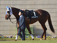 若駒ステークス（Ｌ）　パドック