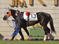 未勝利　パドック
