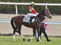 新馬　本馬場入場