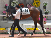 未勝利　パドック