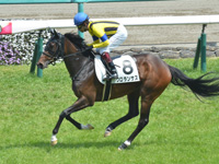 未勝利　キャンター