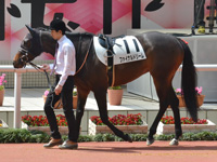 未勝利　パドック