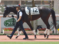 未勝利　パドック
