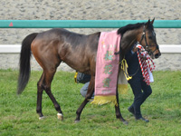 第79回 桜花賞（ＧＩ）　表彰式