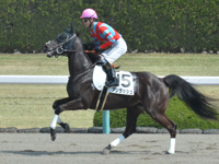 未勝利（牝）　本馬場入場