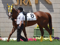 500万下（牝）　パドック