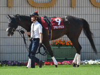 第67回 京都新聞杯（ＧII）　パドック