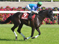 第67回 京都新聞杯（ＧII）　キャンター