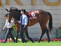 第67回 京都新聞杯（ＧII）　パドック