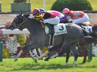 京都3R　未勝利　プライドランド