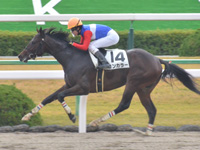 京都2R　未勝利　コンカラー