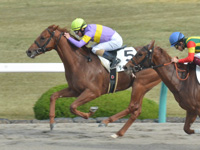 阪神2R　未勝利 ダイメイコスモス