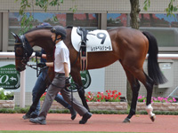 新馬　パドック