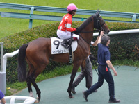 新馬　本馬場入場