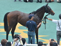 新馬　口取り
