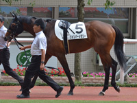 新馬　パドック