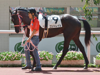 新馬　パドック