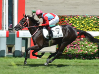 新馬　ゴール前