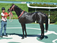 新馬　口取り