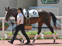 新馬　パドック