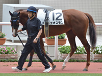未勝利（牝）　パドック