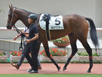 新馬　パドック