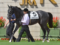 新馬　パドック