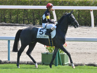 新馬　本馬場入場