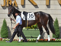 新馬　パドック