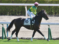 新馬　本馬場入場