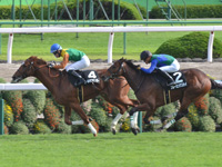 紫菊賞（1勝クラス）　ゴール前（外2着）