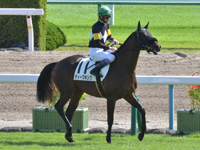 新馬　本馬場入場