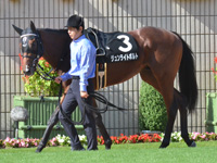 紫菊賞（1勝クラス）　パドック