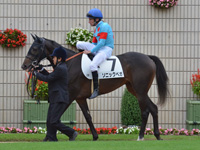 未勝利　パドック（騎乗周）