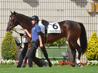 新馬　パドック